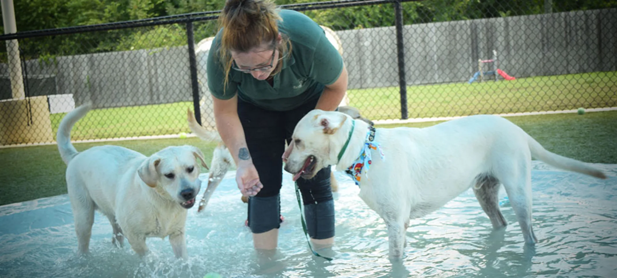 Dogs and staff playing in pool